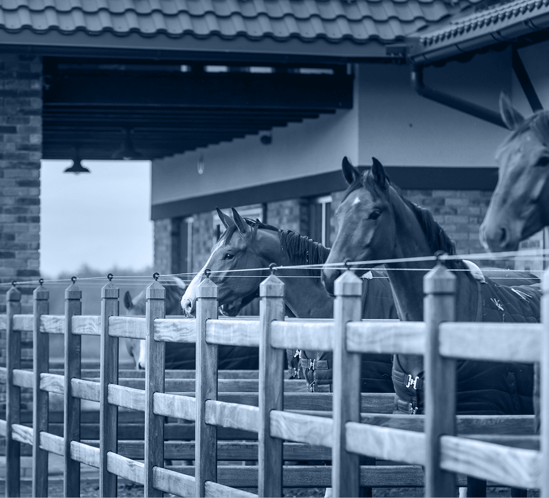 Horse Riding activity
