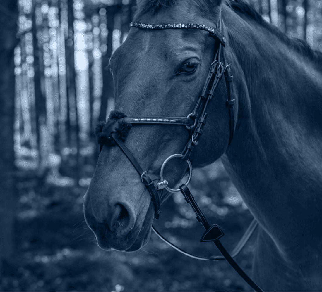 Horse Riding activity